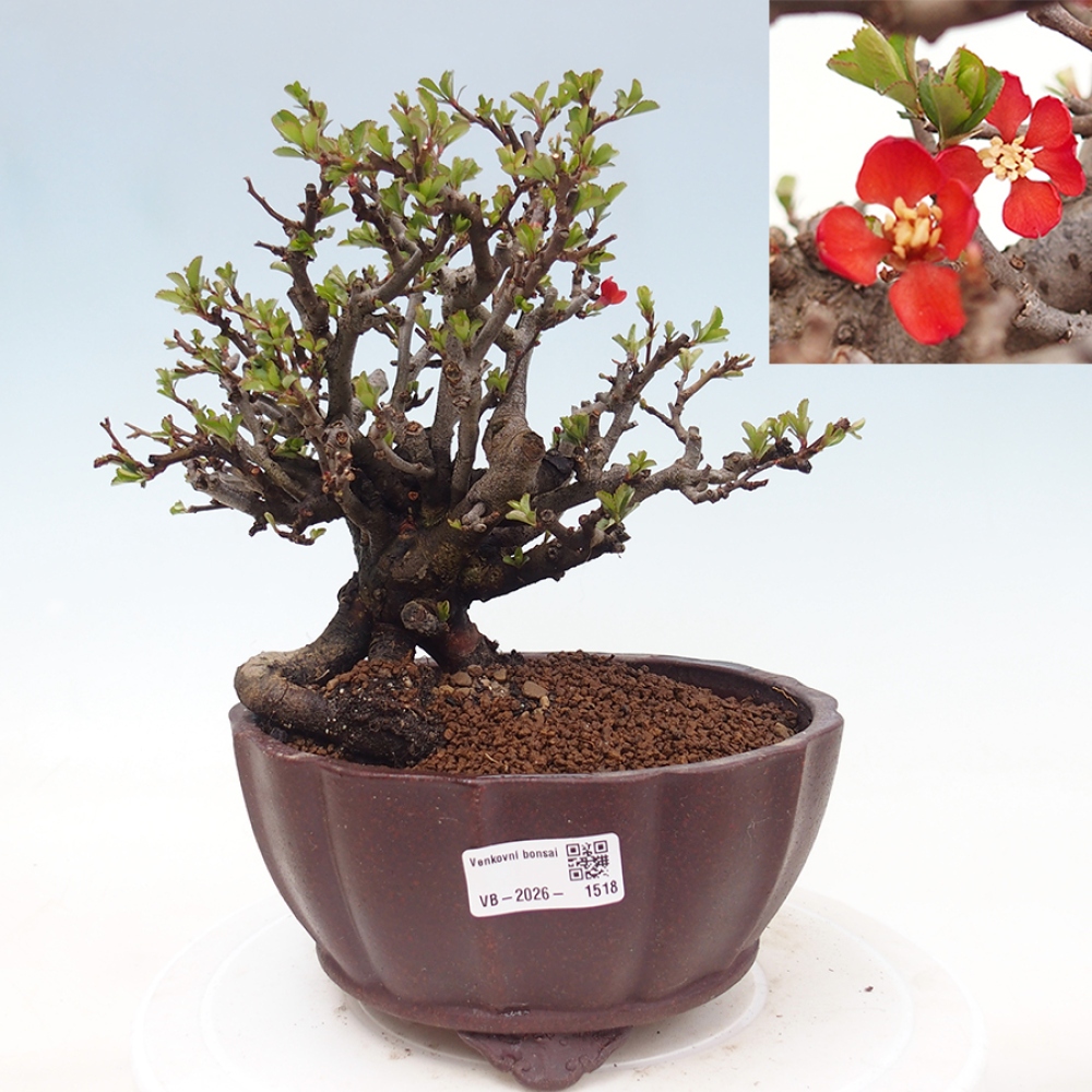 Bonsai voor buiten - Chaneomeles speciosa - Kweepeer