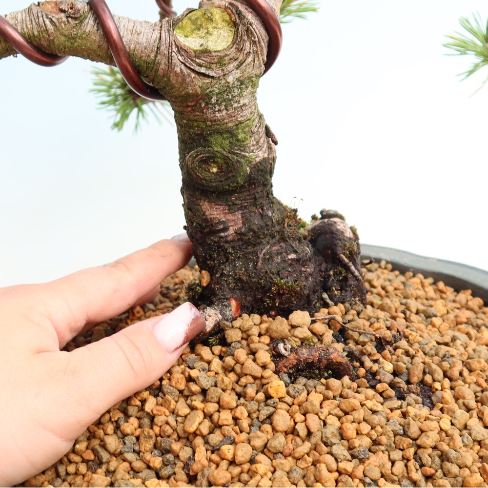 Bonsai voor buiten - Pinus mugo Humpy  - Bergden