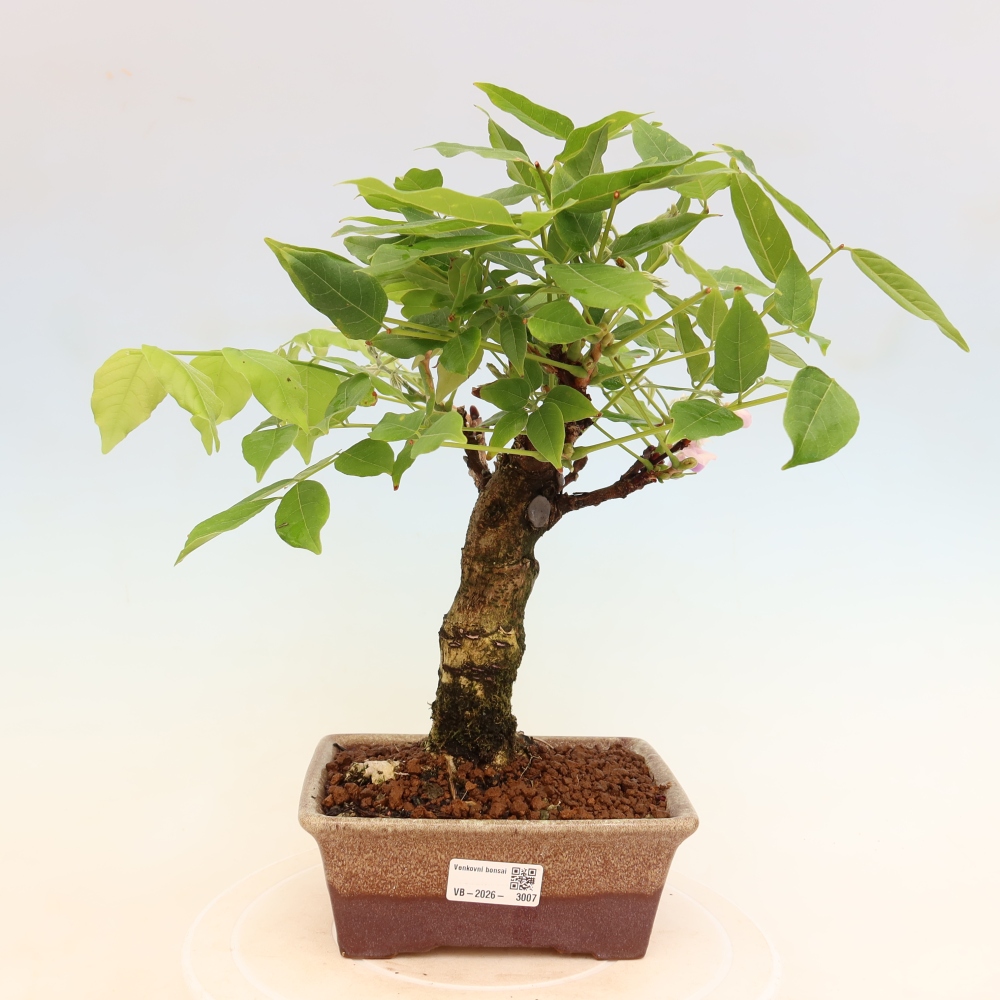 Bonsai voor buiten - Wisteria floribunda