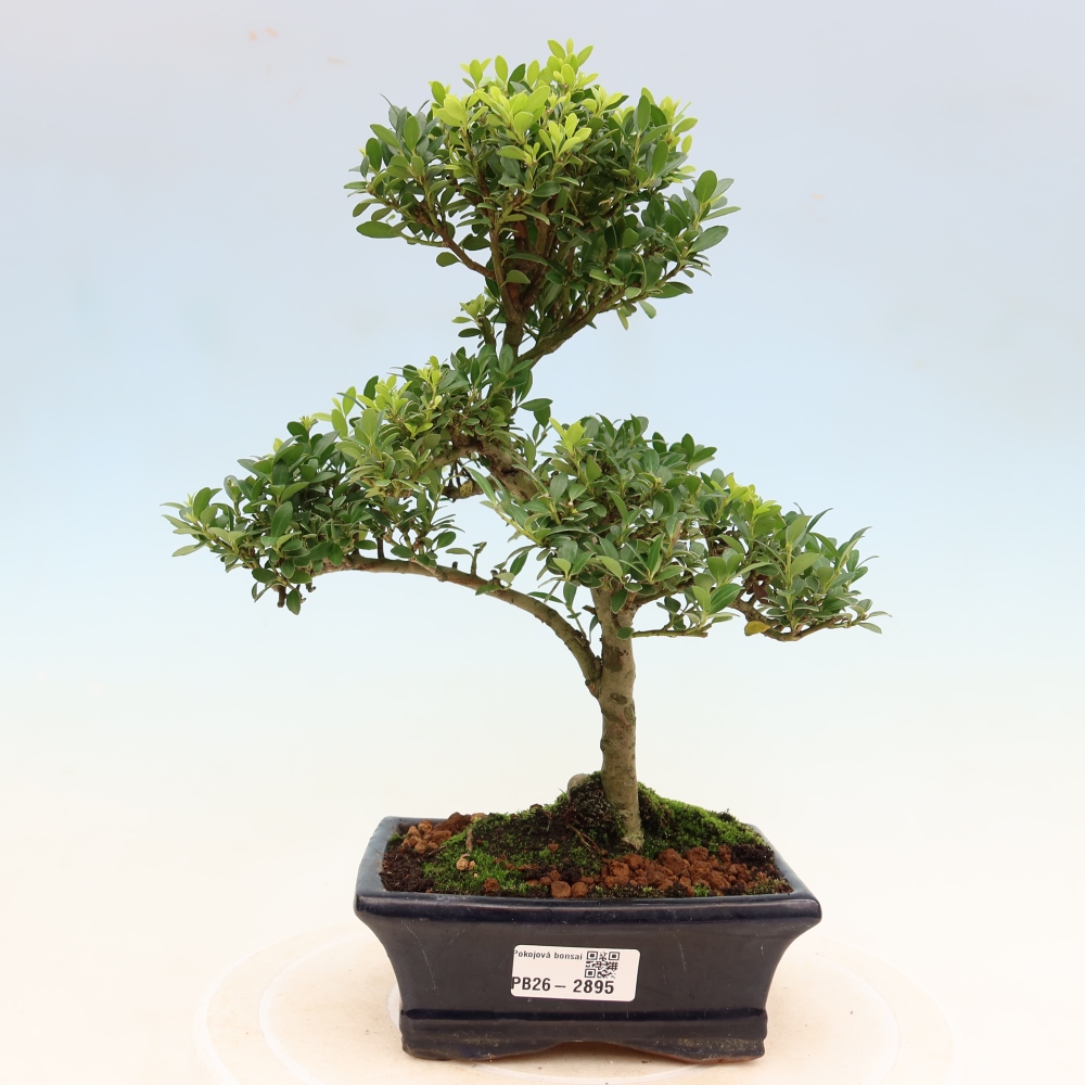 Kamerbonsai - Ilex crenata - Hulst