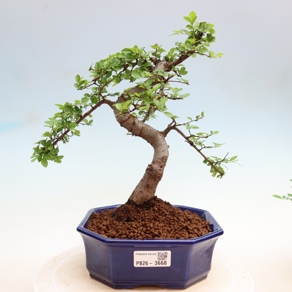 Kamerbonsai - Ulmus parvifolia - Winteriep