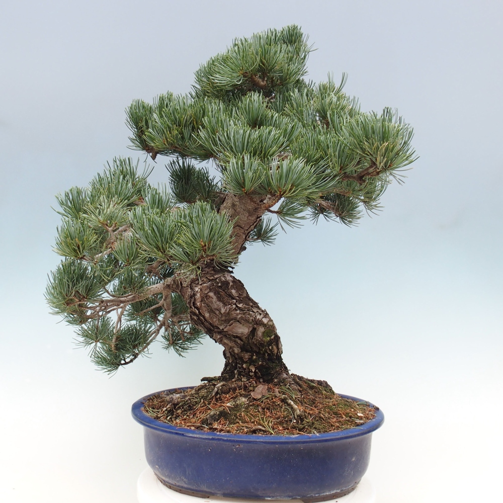 Bonsai voor buiten - Pinus parviflora - Pinus parviflora