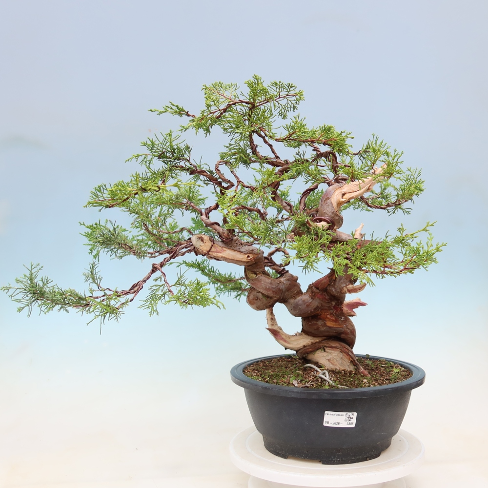 Bonsai voor buiten - Juniperus chinensis Itoigawa-Juniperus chinensis