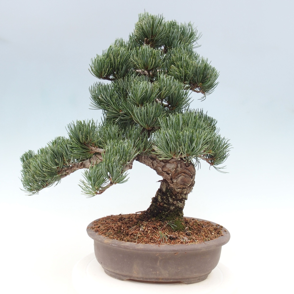 Bonsai voor buiten - Pinus parviflora - Pinus parviflora