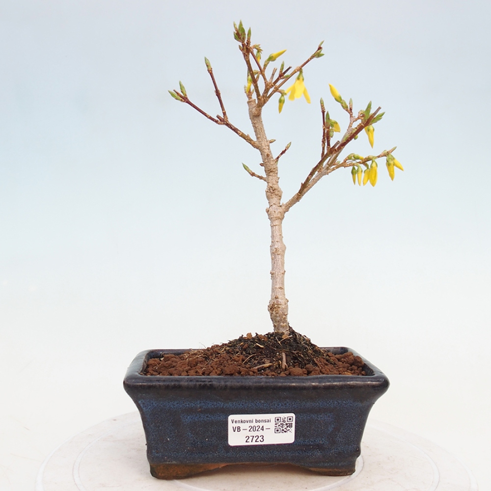 Bonsai voor buiten - Zlatice - Forsythia intermedia