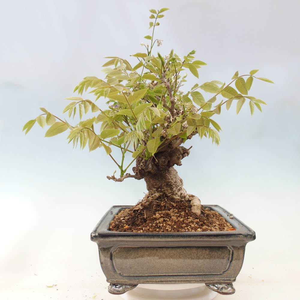 Bonsai voor buiten - Wisteria floribunda