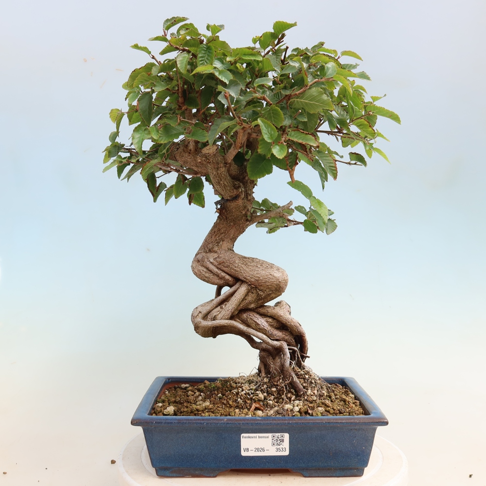 Bonsai voor buiten -Carpinus CARPINOIDES - Koreaanse haagbeuk