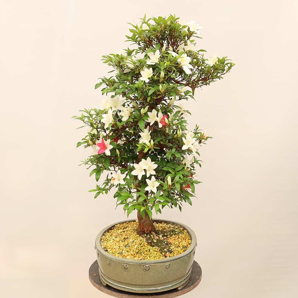 Bonsai voor buiten - Japanse azalea - Azalea CHIHIRO