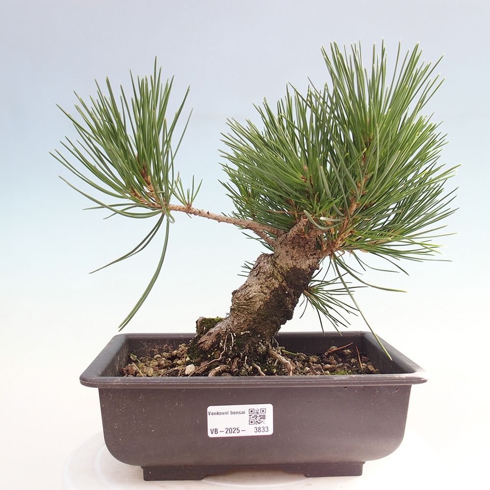 Bonsai voor buiten - Pinus thunbergii - Thunberg den
