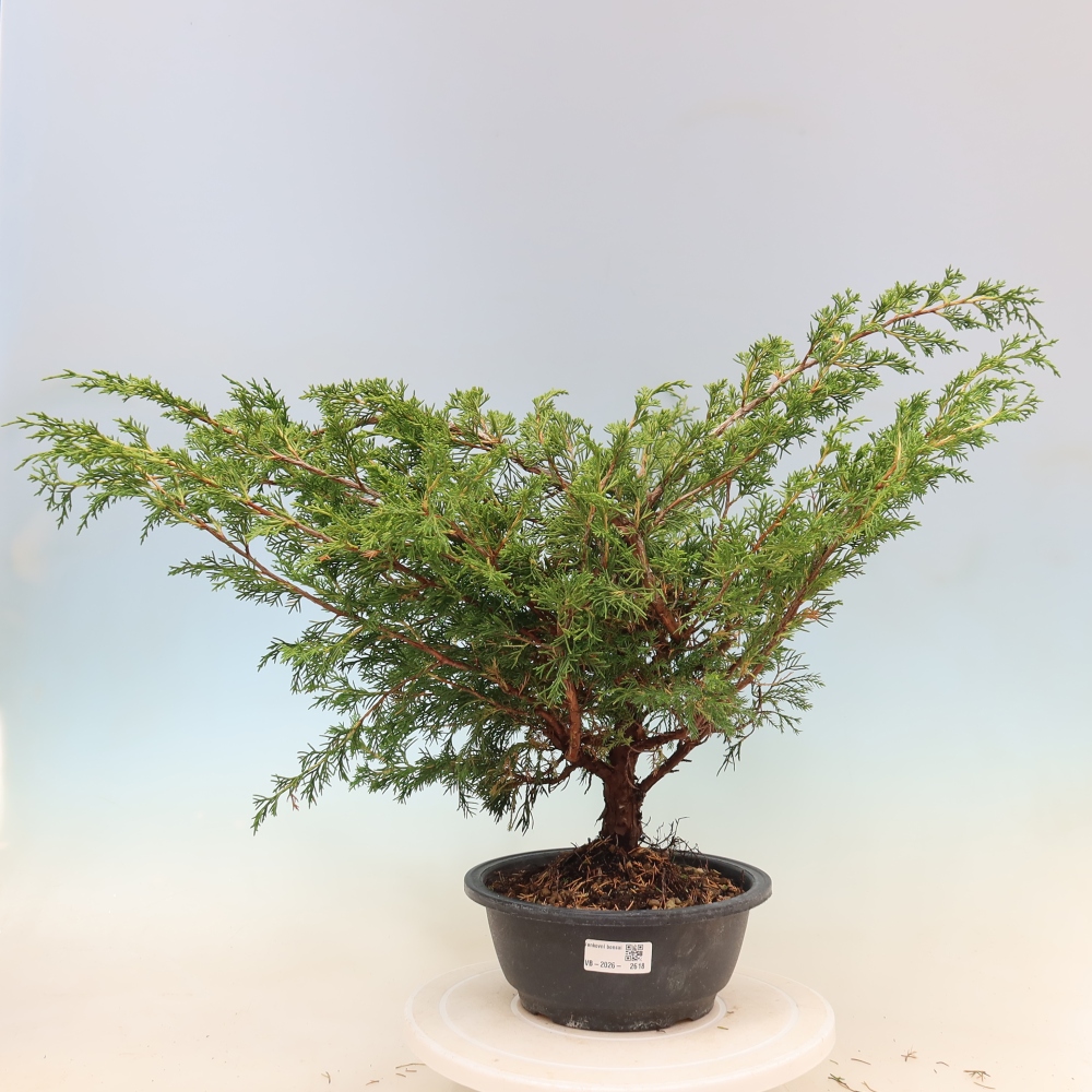 Bonsai voor buiten - Juniperus chinensis Itoigawa