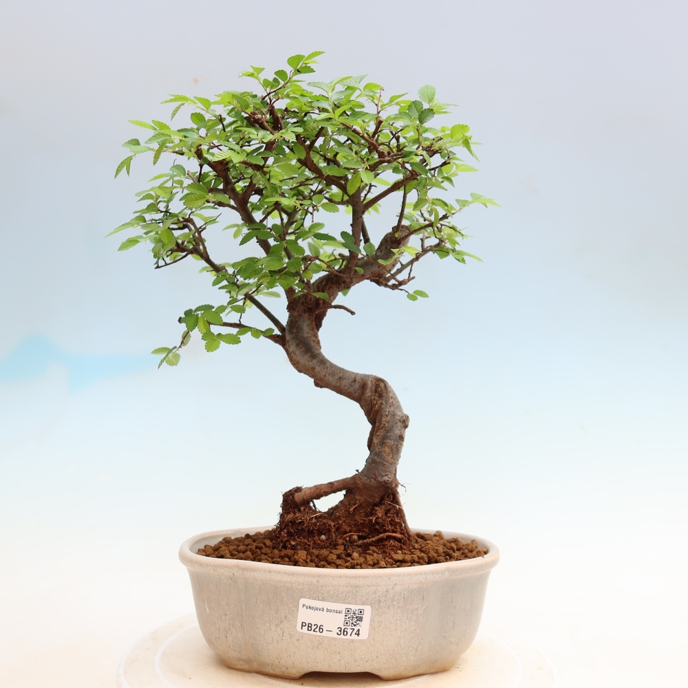 Kamerbonsai - Ulmus parvifolia - Winteriep
