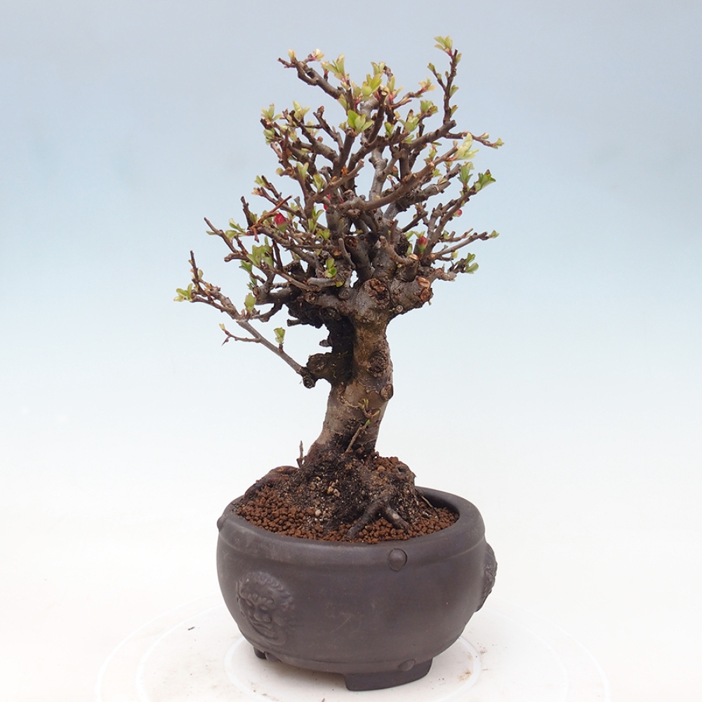 Bonsai voor buiten - Chaneomeles speciosa - Kweepeer