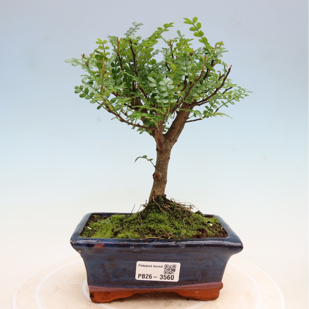 Kamerbonsai - Zantoxylum piperitum - peperboom