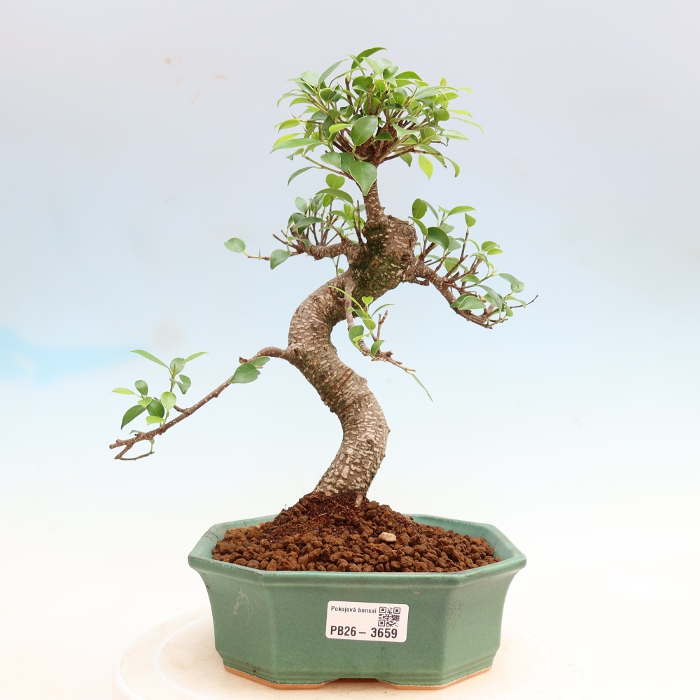 Kamerbonsai - Ficus kimmen - kleinbladige ficus