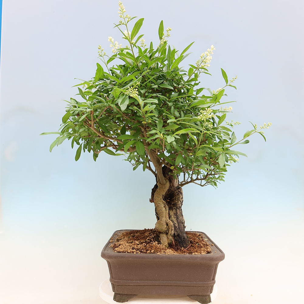 Bonsai voor buiten - Ligustrum vulgare - Vogelsnavel