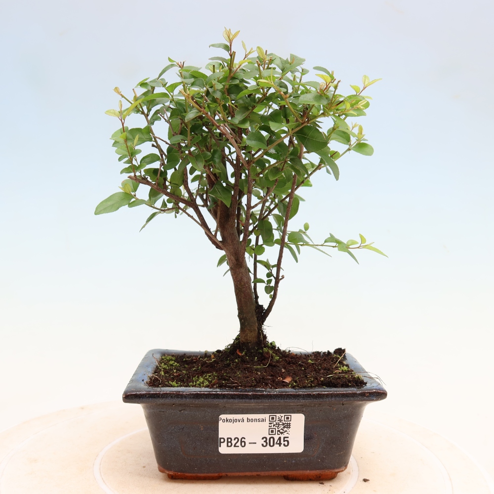 Kamerbonsai - Sageretia thea - Sageretia thea