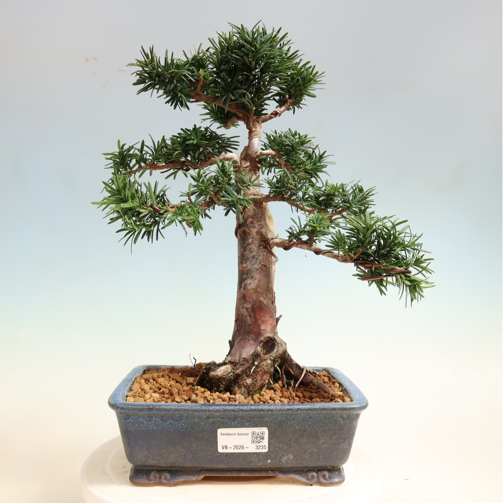 Bonsai voor buiten - Taxus cuspidata - Japanse Taxus
