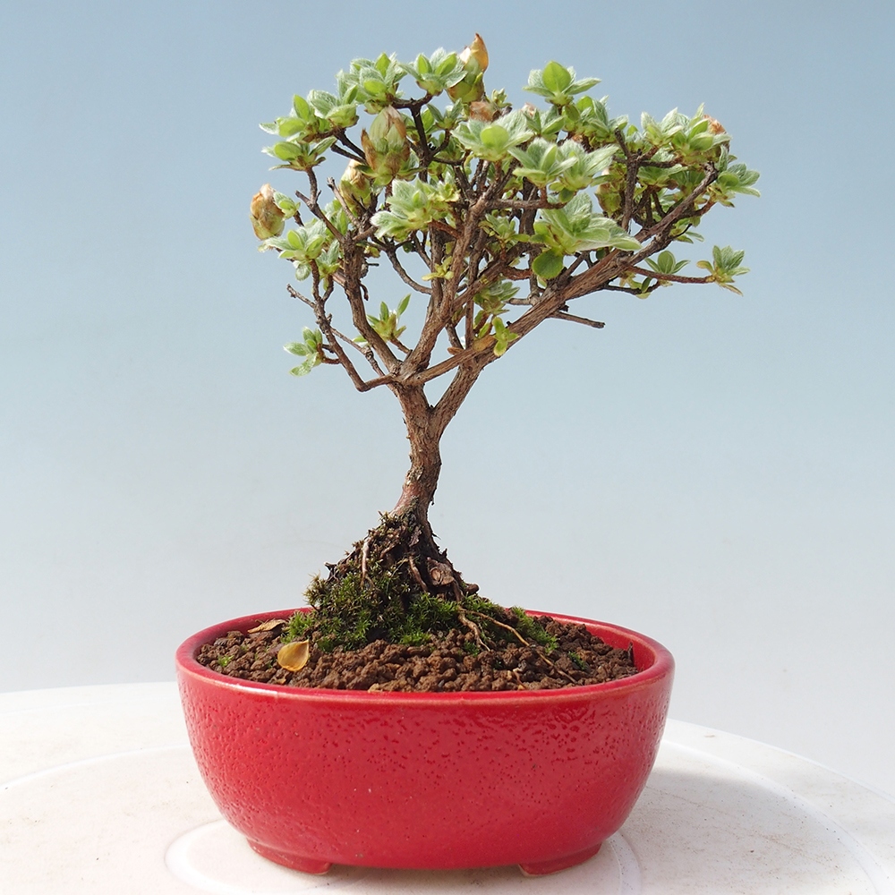Bonsai voor buiten - Rhododendron indicum - Japanse azalea
