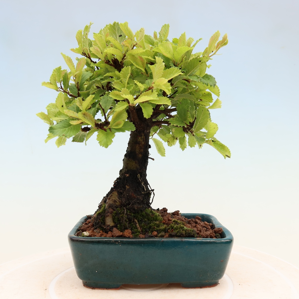 Bonsai voor buiten - Zelkova - Zelkova NIRE