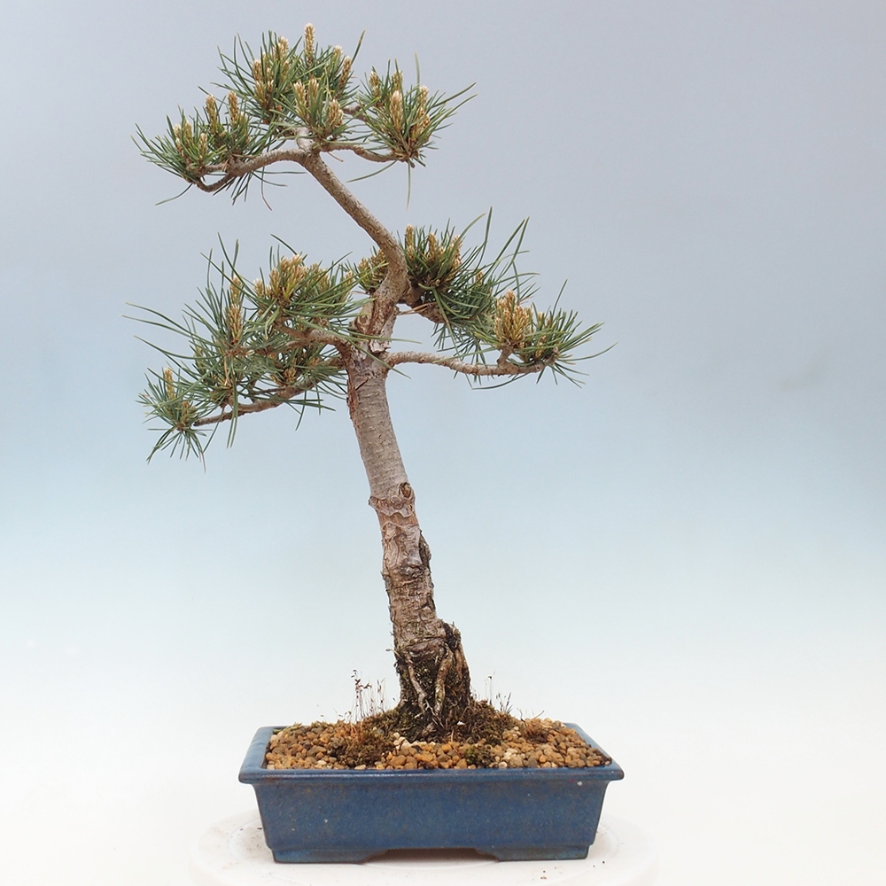 Bonsai voor buiten - Pinus Sylvestris Watererri - grove den