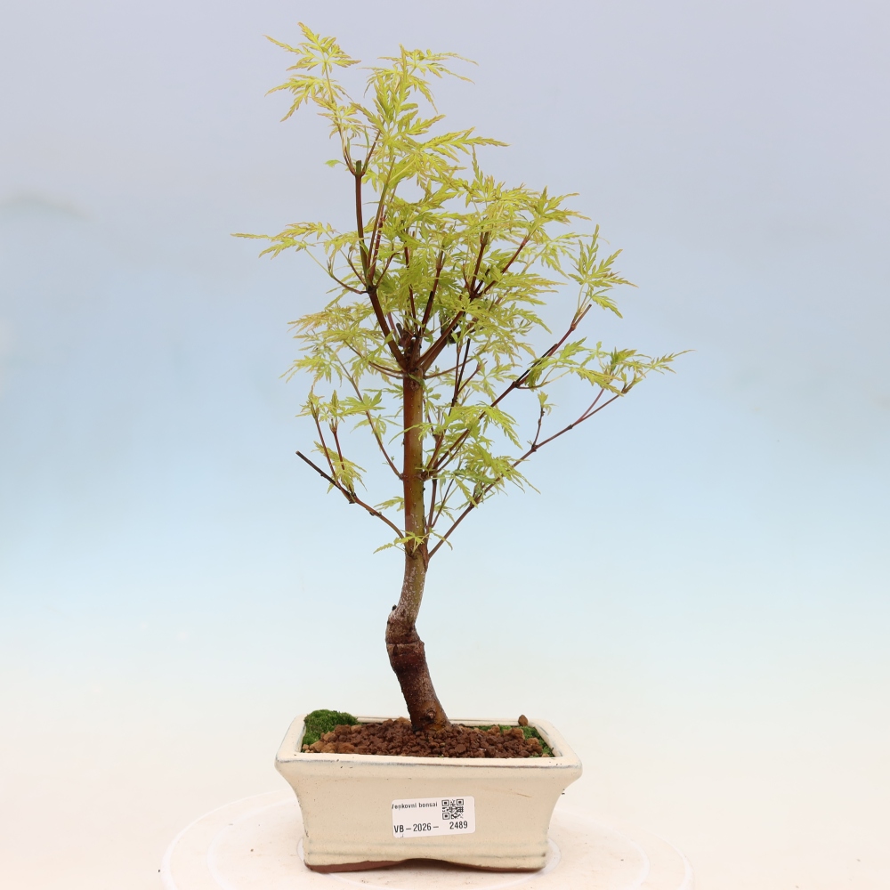 Bonsai voor buiten - Acer palmatum Dissectum