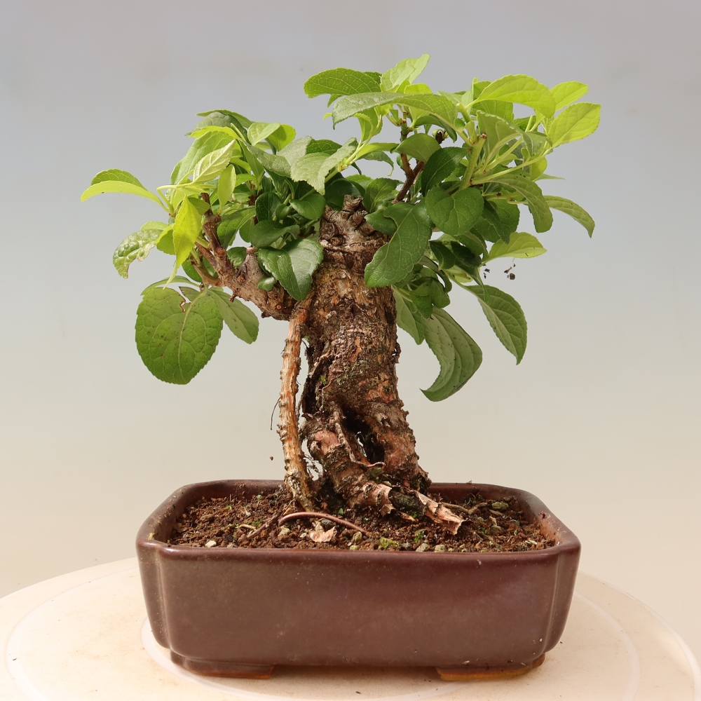 Bonsai voor buiten - Celastrus orbiculatus