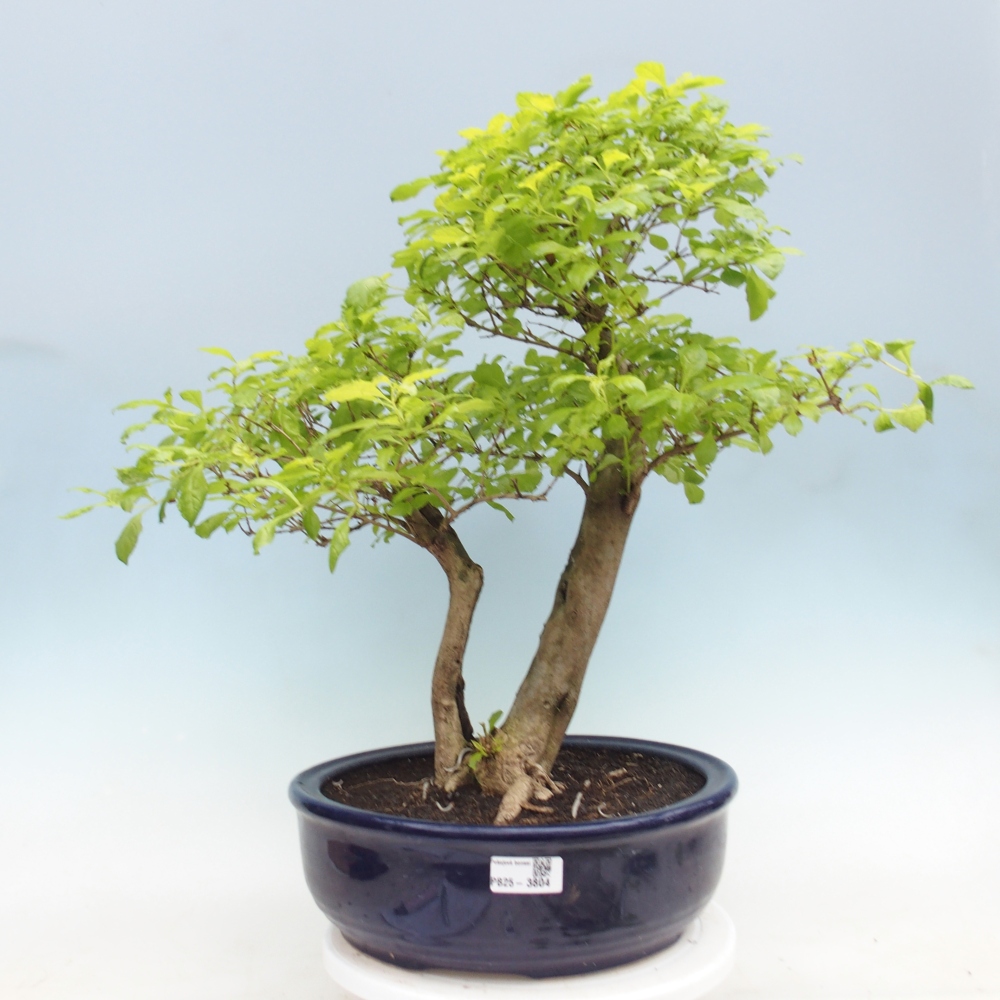 Kamerbonsai - Duranta erecta Aurea