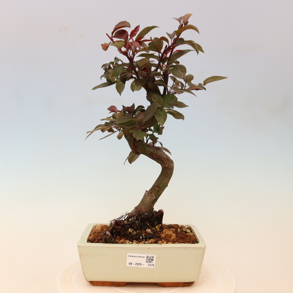 Bonsai voor buiten -Malus domestica - Roodbladige appelboom met kleine vruchten