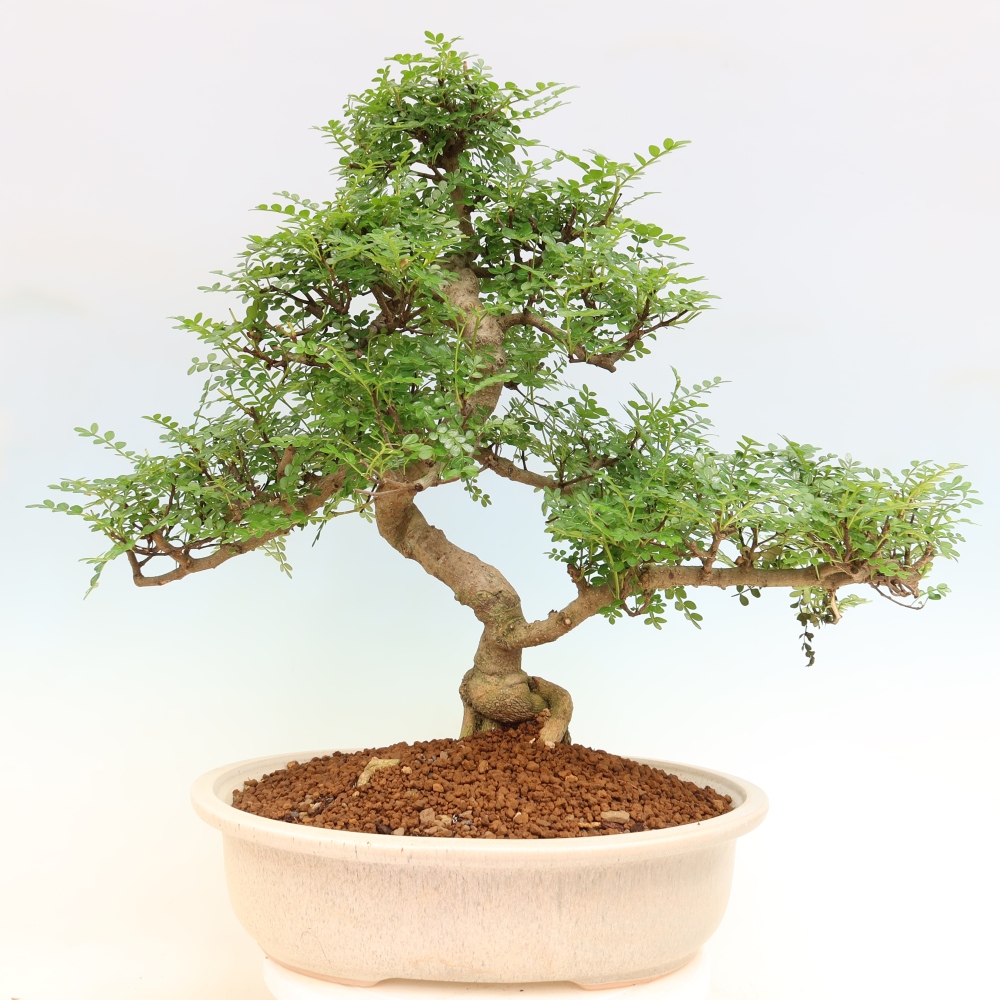 Kamerbonsai - Zantoxylum piperitum - peperboom