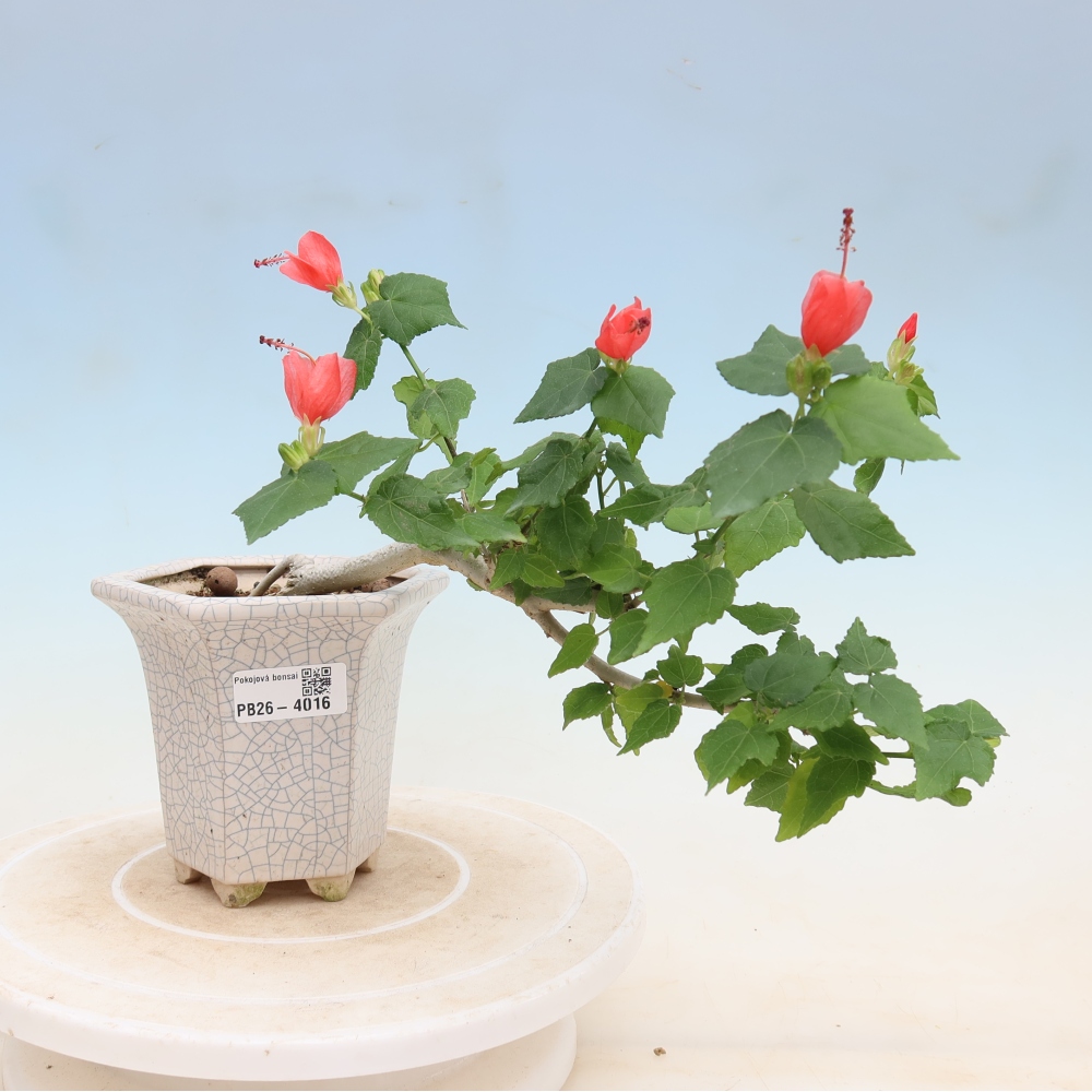 Bonsai voor binnen - Malvaviscus arboreus