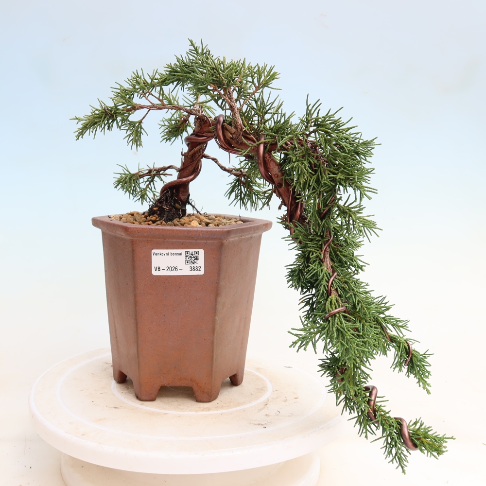 Bonsai voor buiten - Juniperus chinensis Kishu