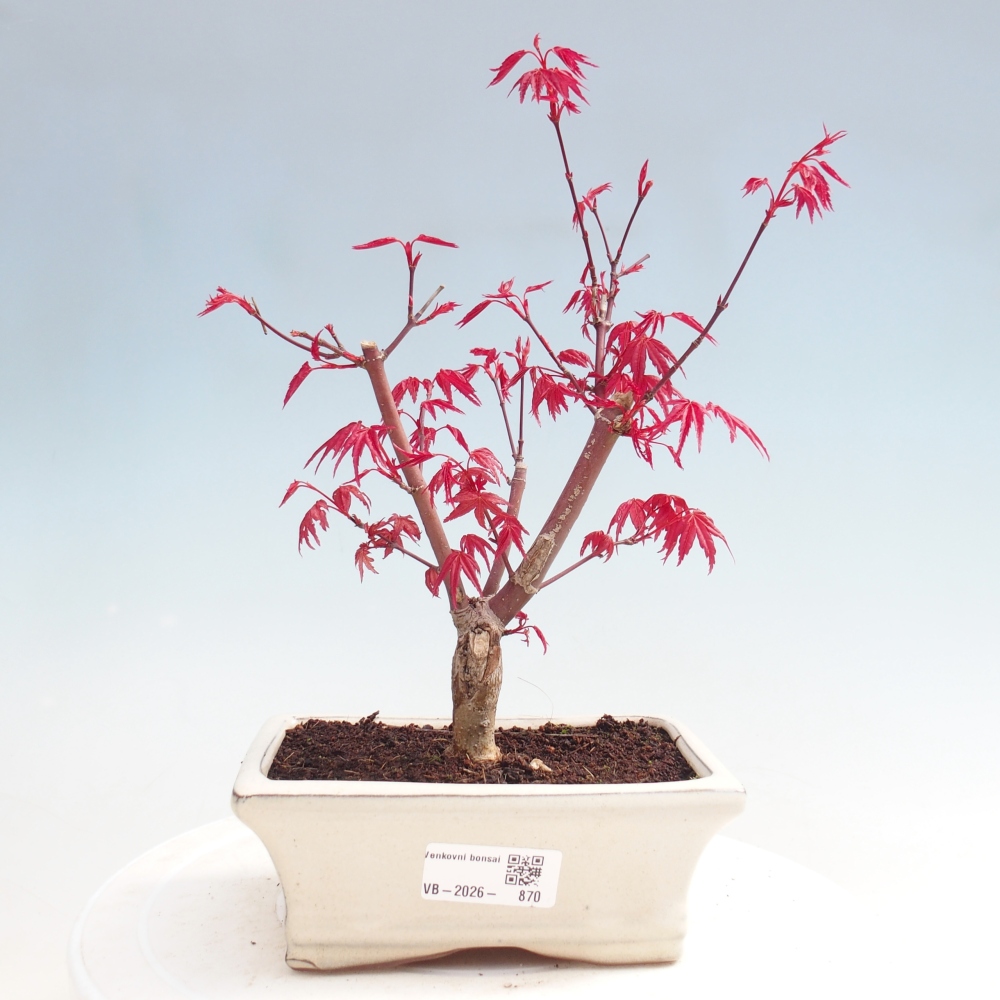Bonsai voor buiten - Acer palmatum DESHOJO