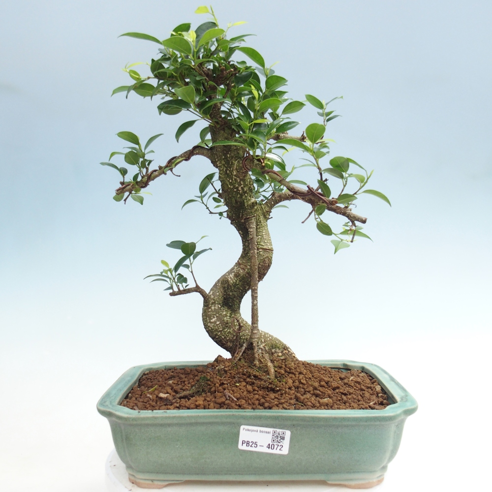 Kamerbonsai - Ficus kimmen - kleinbladige ficus