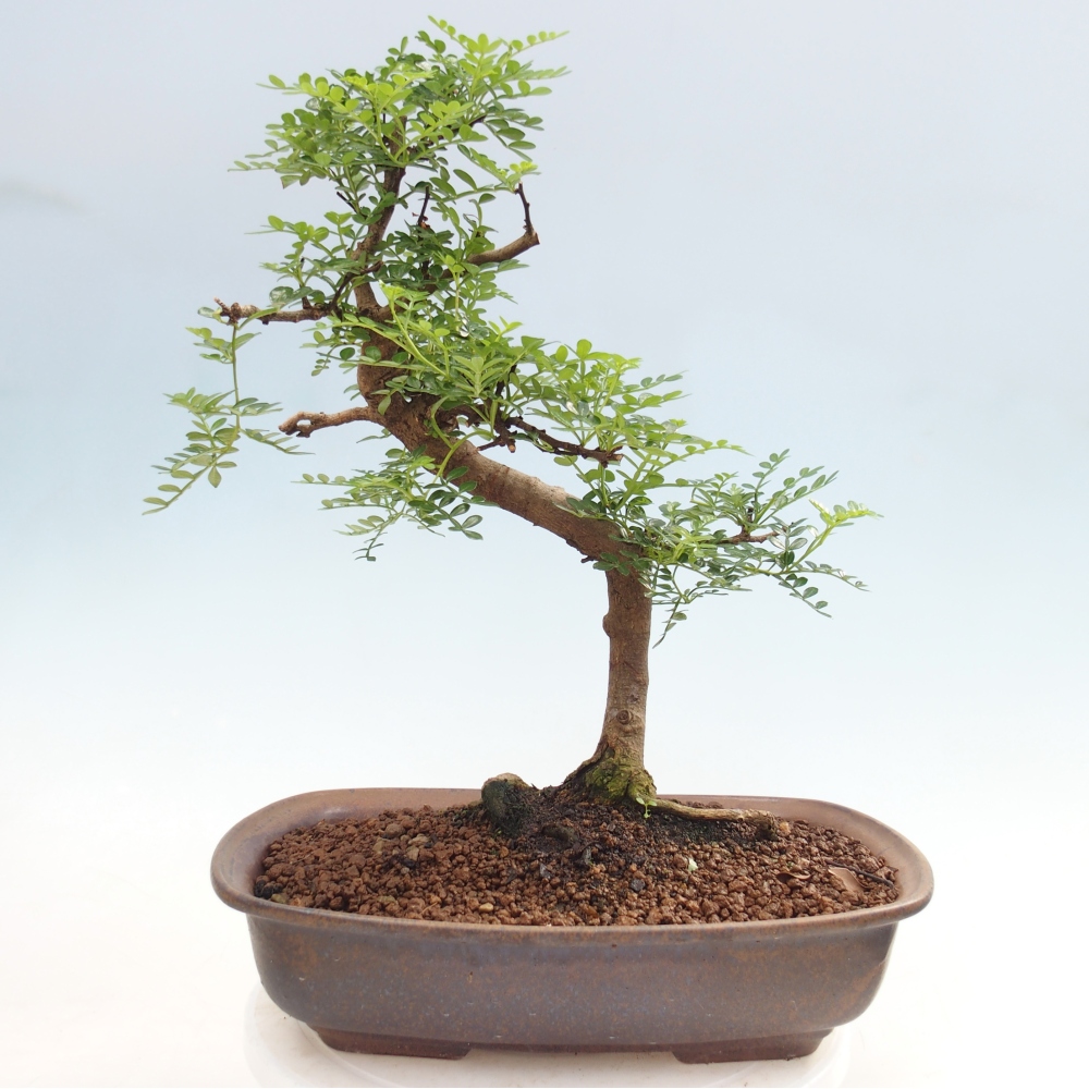 Kamerbonsai - Zantoxylum piperitum - peperboom