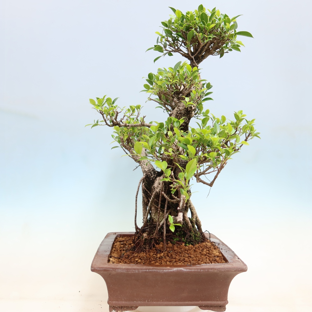 Kamerbonsai - Ficus kimmen - kleinbladige ficus