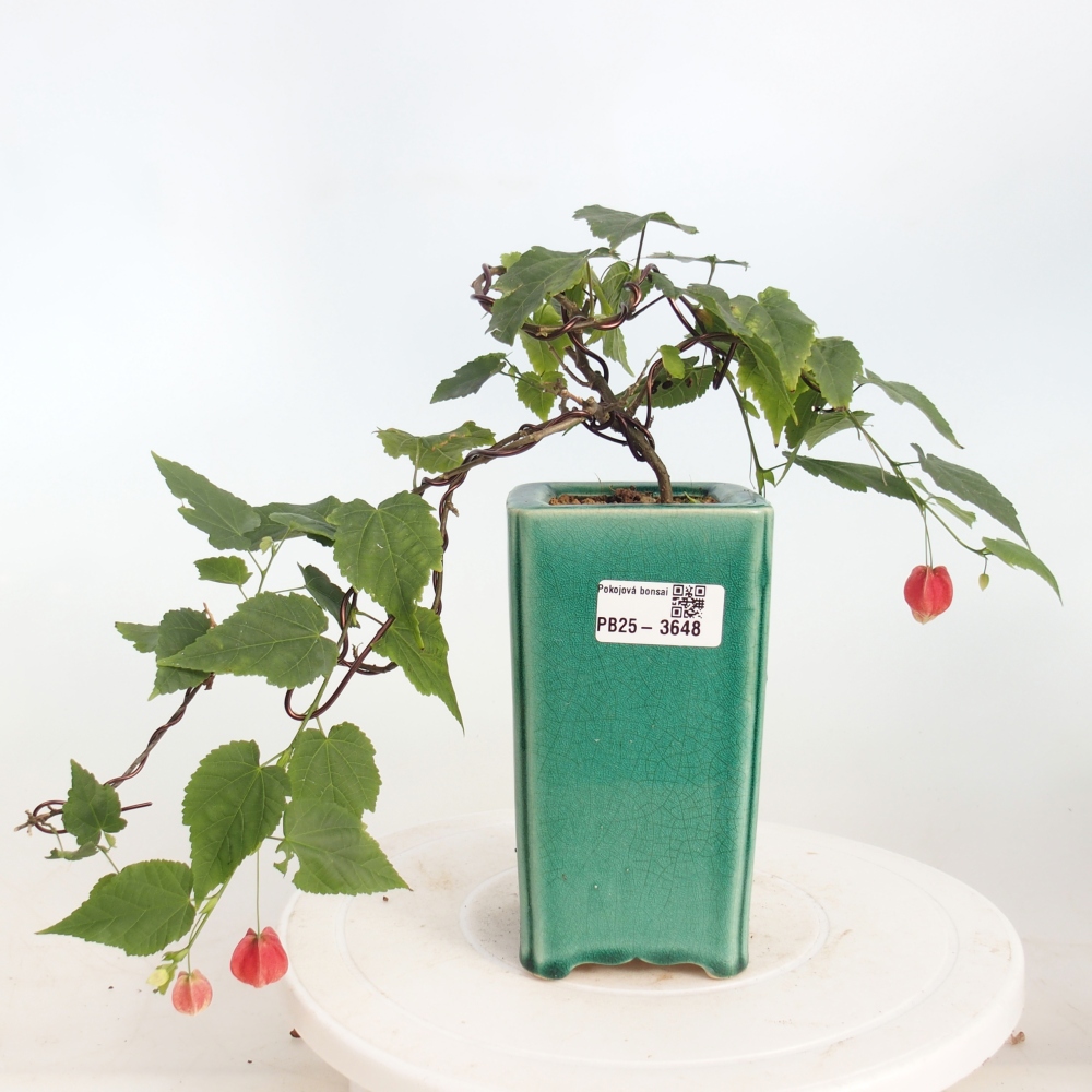 Bonsai voor binnen - Abutilon Big Bell - Cloudberry