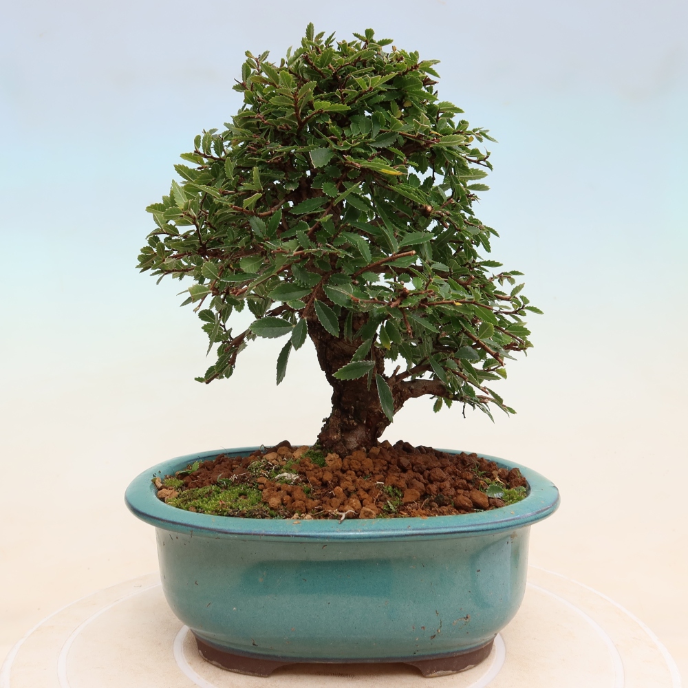 Bonsai voor buiten - Zelkova - Zelkova NIRE