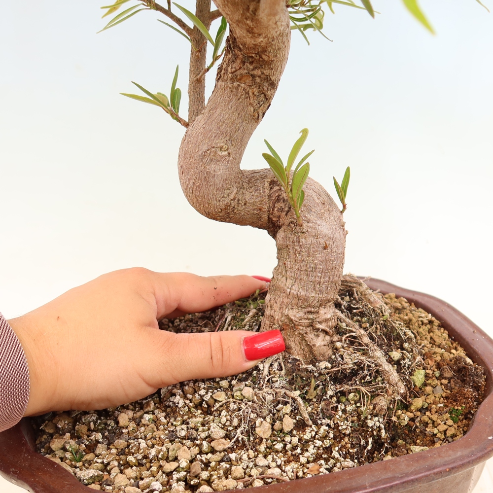 Kamerbonsai - Ficus nerifolia - kleinbladige ficus
