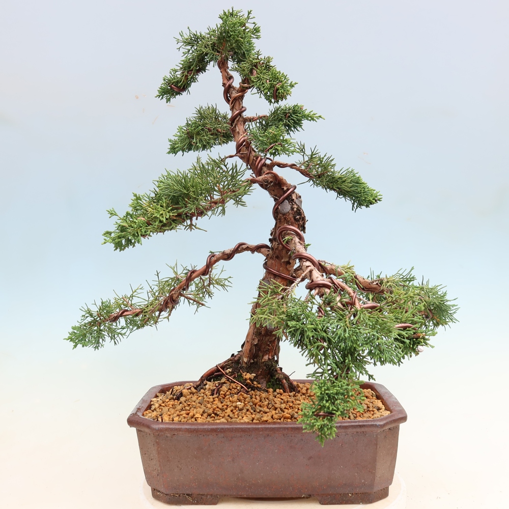 Bonsai voor buiten - Juniperus chinensis Kishu
