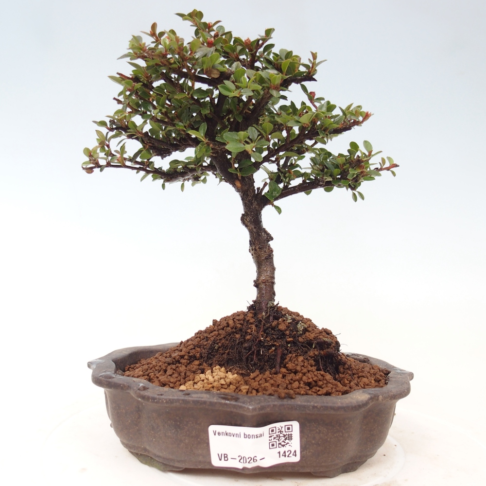 Bonsai voor buiten - Cotoneaster horizontalis - Rocky Mountain