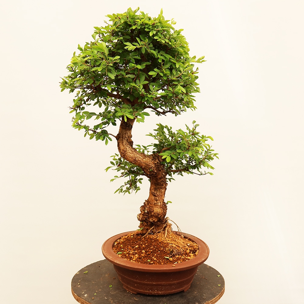 Bonsai voor buiten - Zelkova - Zelkova NIRE