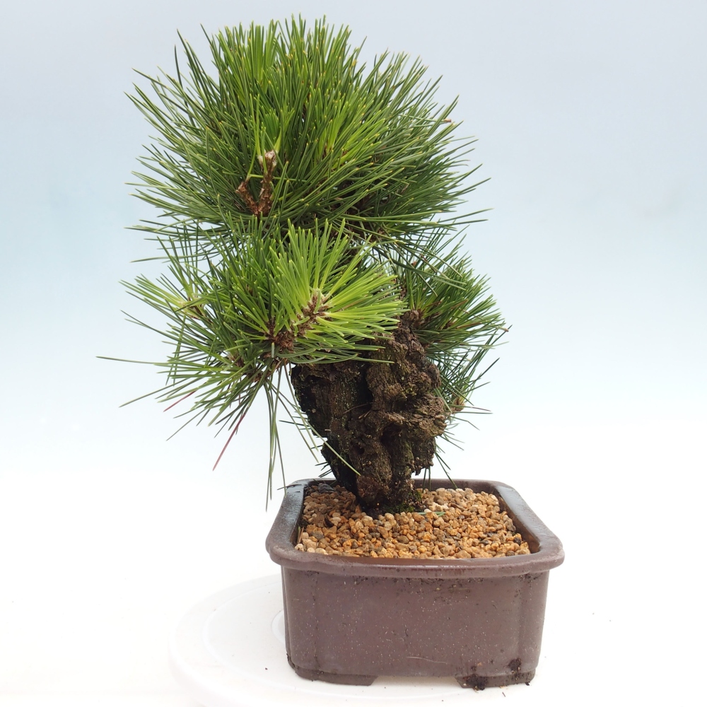Bonsai voor buiten - Pinus thunbergii - Thunberg den
