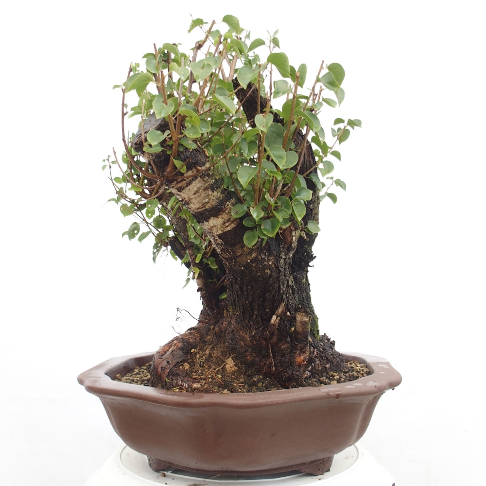 Bonsai voor buiten - Mahalebka - Prunus mahaleb