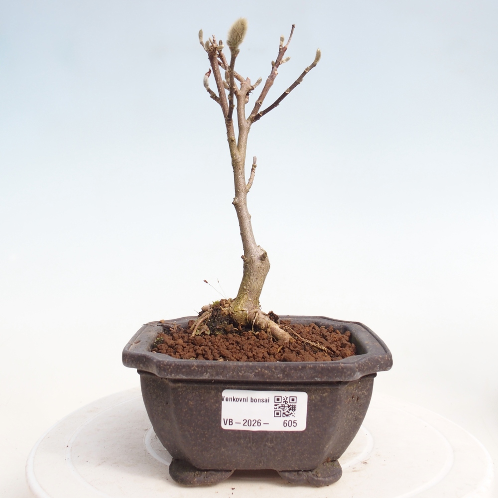 Bonsai voor buiten - Magnolia stellata