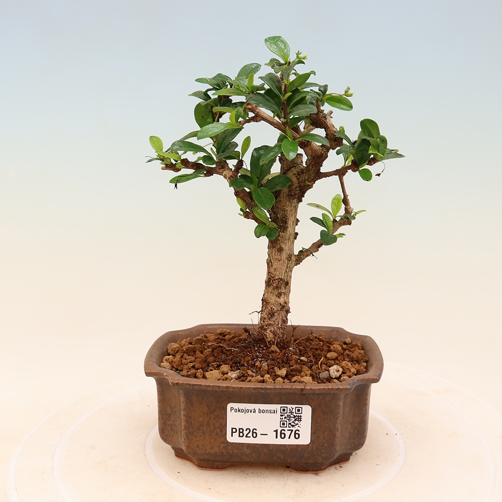 Kamerbonsai - Carmona macrophylla - Thee fuki
