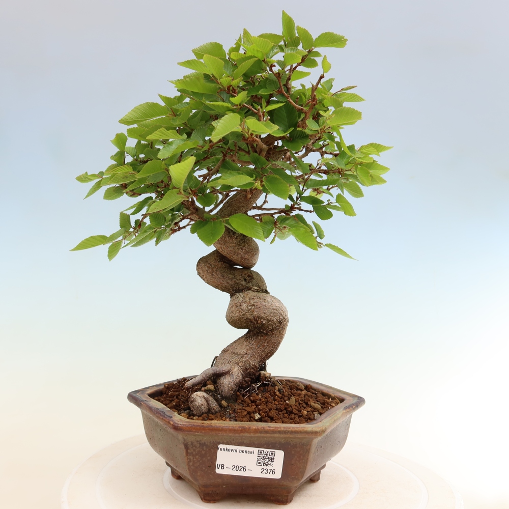 Bonsai voor buiten -Carpinus Coreana - Koreaanse haagbeuk