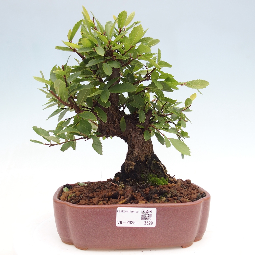Bonsai voor buiten - Zelkova - Zelkova NIRE
