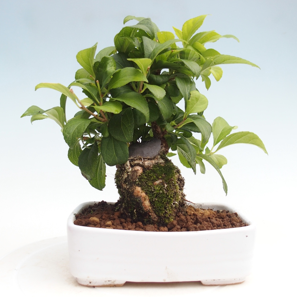 Bonsai voor buiten - Celastrus orbiculatus