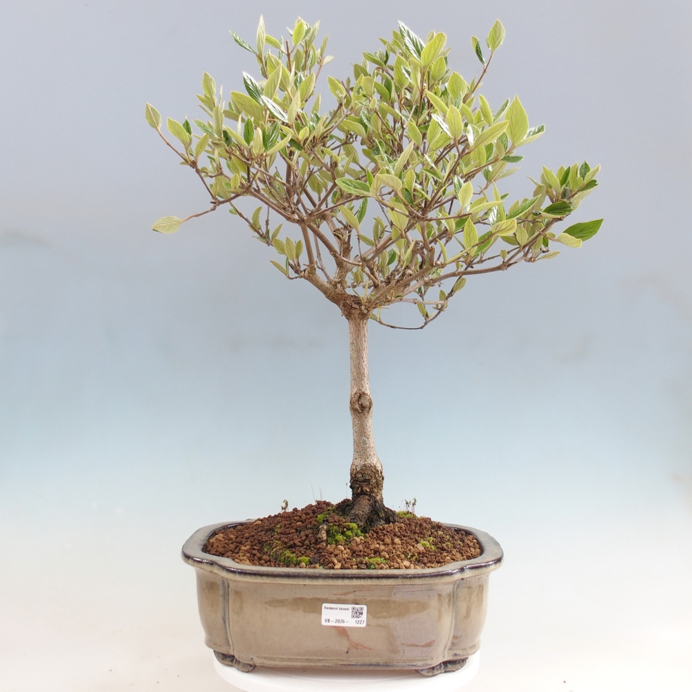 Buitenbonsai-Kalina Bodnanská - Viburum carlesii hemsi - alleen persoonlijk afhalen of palletvervoer