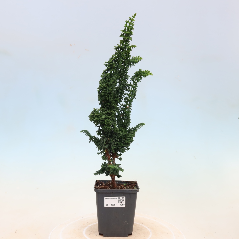 Bonsai voor buiten - Cham. obtusa SEKKA HINOKI - Cipres